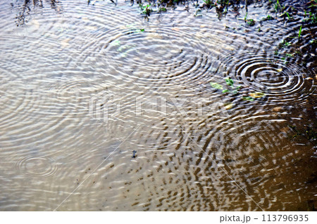 水たまりに雨 113796935