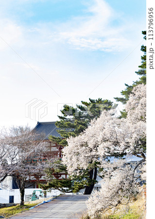 桜咲く建設中の多賀城外郭南門 桜咲く建設中の多賀城外郭南門 113796956