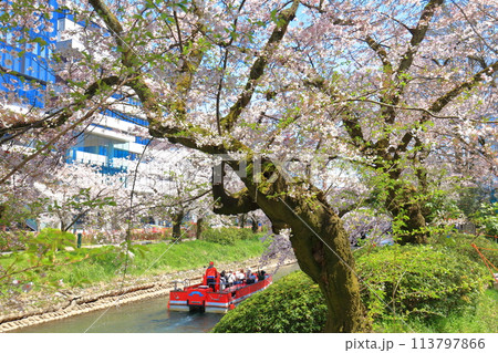 【富山県】松川べりと松川遊覧船と満開の桜 【富山県】松川べりと松川遊覧船と満開の桜 113797866