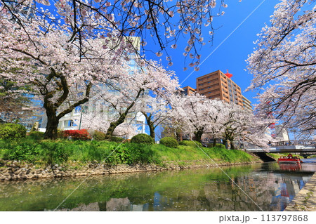 【富山県】松川べりと松川遊覧船と満開の桜 113797868