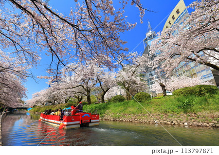 【富山県】松川べりと松川遊覧船と満開の桜 【富山県】松川べりと松川遊覧船と満開の桜 113797871