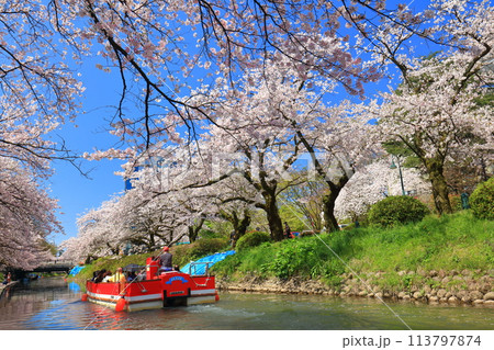 【富山県】松川べりと松川遊覧船と満開の桜 113797874