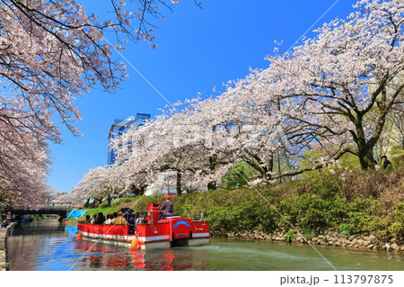 【富山県】松川べりと松川遊覧船と満開の桜 113797875