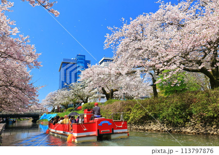 【富山県】松川べりと松川遊覧船と満開の桜 113797876