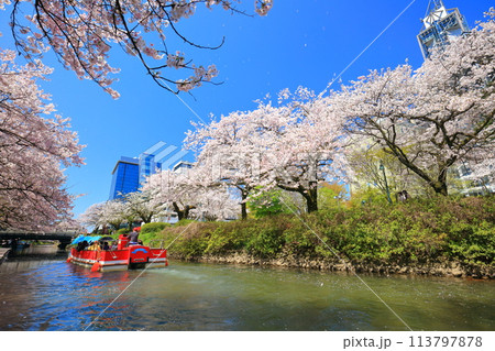 【富山県】松川べりと松川遊覧船と満開の桜 113797878