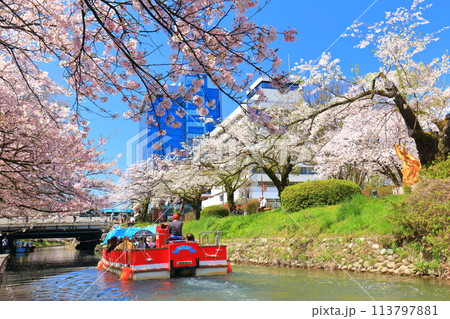 【富山県】松川べりと松川遊覧船と満開の桜 113797881