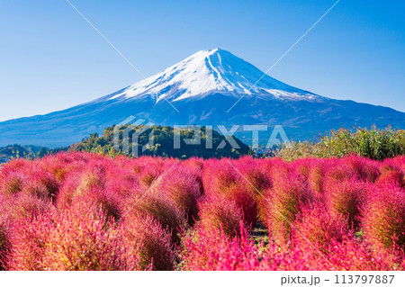 （山梨県）河口湖大石公園　コキアと富士山 113797887
