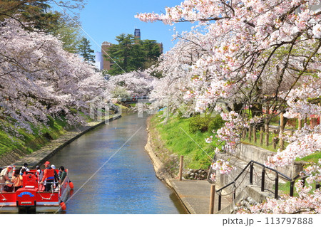 【富山県】松川べりと松川遊覧船と満開の桜 113797888