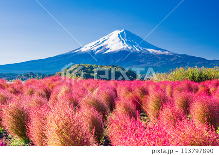 (山梨県)河口湖大石公園 コキアと富士山 (山梨県)河口湖大石公園 コキアと富士山 113797890