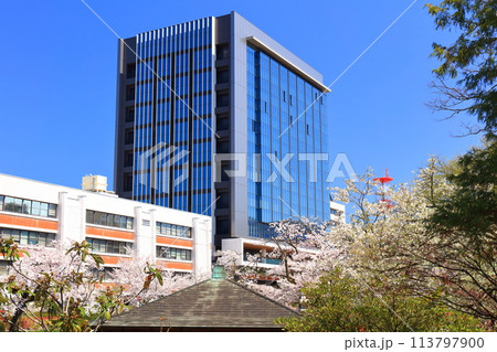 【富山県】快晴の富山県庁と松川べりの満開の桜 【富山県】快晴の富山県庁と松川べりの満開の桜 113797900