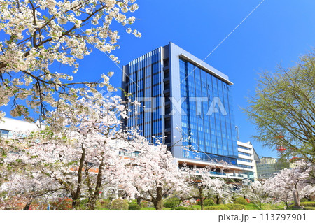 【富山県】快晴の富山県庁と松川べりの満開の桜 【富山県】快晴の富山県庁と松川べりの満開の桜 113797901