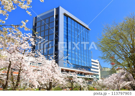 【富山県】快晴の富山県庁と松川べりの満開の桜 113797903