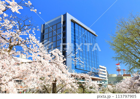 【富山県】快晴の富山県庁と松川べりの満開の桜 113797905