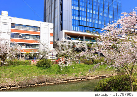 【富山県】快晴の富山県庁と松川べりの満開の桜 【富山県】快晴の富山県庁と松川べりの満開の桜 113797909