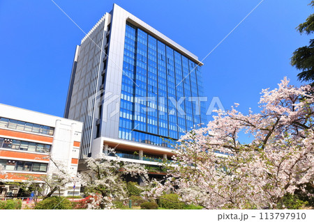 【富山県】快晴の富山県庁と松川べりの満開の桜 113797910