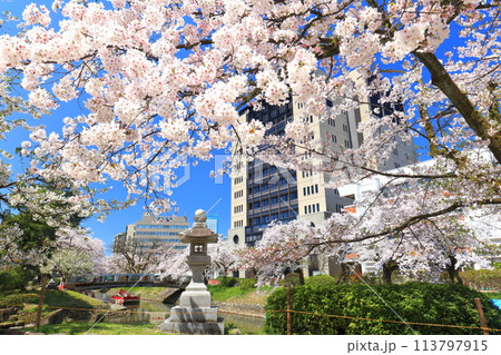 【富山県】快晴の富山県庁と松川べりの満開の桜 【富山県】快晴の富山県庁と松川べりの満開の桜 113797915
