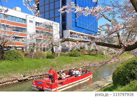 【富山県】松川べりと松川遊覧船と満開の桜 113797916
