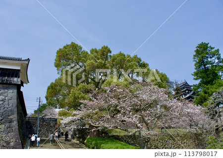 桜咲く春の松江城 桜咲く春の松江城 113798017