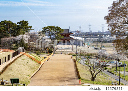 政庁正殿跡から望む桜咲く建設中の多賀城外郭南門 113798314