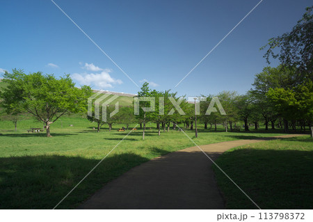 新緑の狭山公園 風の広場 新緑の狭山公園 風の広場 113798372