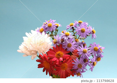 菊の花 菊の花 113798628