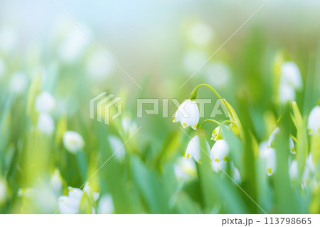 スノーフレーク 113798665