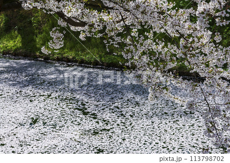 満開の弘前城外濠の桜と花筏 満開の弘前城外濠の桜と花筏 113798702
