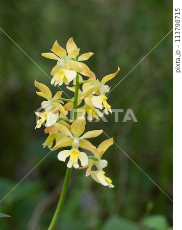 春の森に咲くキエビネ 春の森に咲くキエビネ 113798715