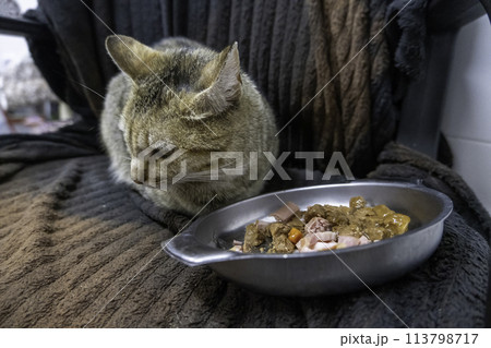 Detail of a group of sibling cats in a feline colony, adoption 113798717
