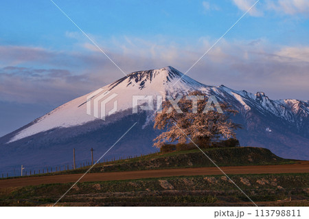 満開の為内の一本桜と残雪の岩手山 113798811