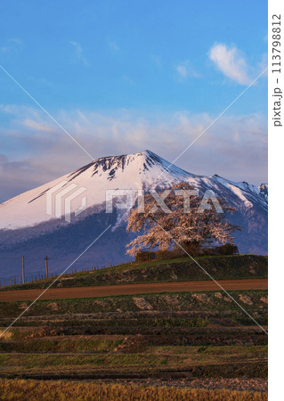 満開の為内の一本桜と残雪の岩手山 113798812