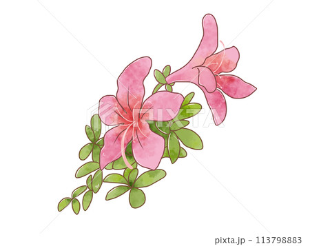可愛く咲くサツキ／ツツジの花のイラスト素材 [113798883] - PIXTA