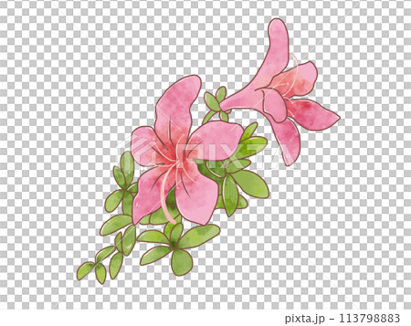 可愛く咲くサツキ/ツツジの花 可愛く咲くサツキ/ツツジの花 113798883