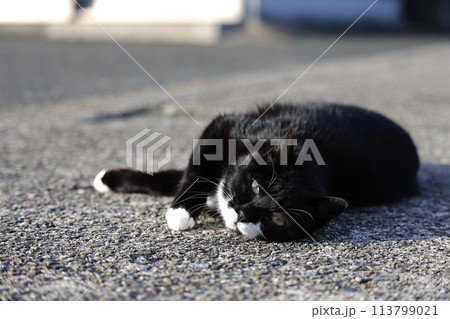昼寝する猫 昼寝する猫 113799021