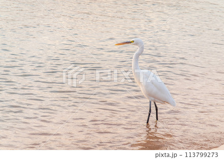 Great egret (Ardea alba), a medium-sized white heron fishing on the sea beach Great egret (Ardea alba), a medium-sized white heron fishing on the sea beach 113799273