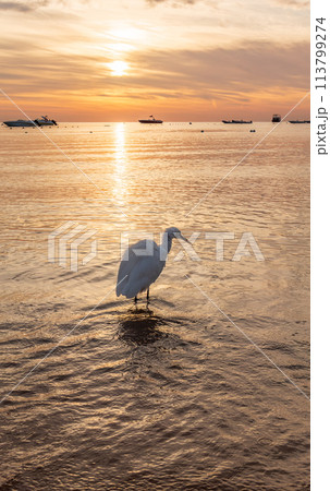 Great egret (Ardea alba), a medium-sized white heron fishing on the sea beach 113799274