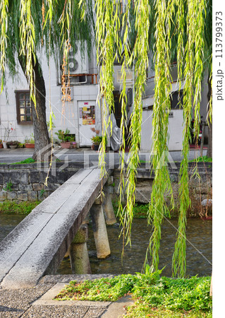 京都　白川　一本橋と柳（京都市東山区） 113799373