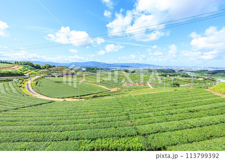 八女中央大茶園(福岡県八女市) 八女中央大茶園(福岡県八女市) 113799392