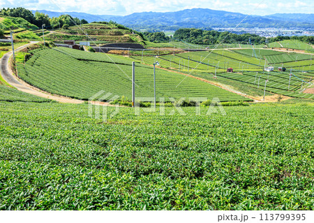 八女中央大茶園（福岡県八女市） 113799395