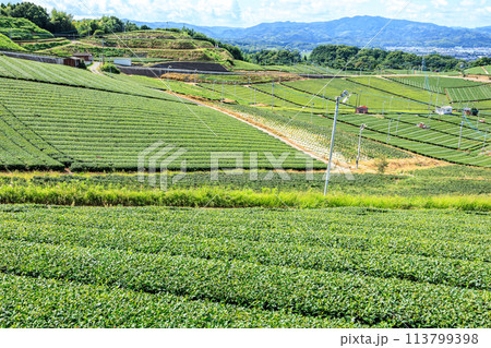 八女中央大茶園(福岡県八女市) 八女中央大茶園(福岡県八女市) 113799398