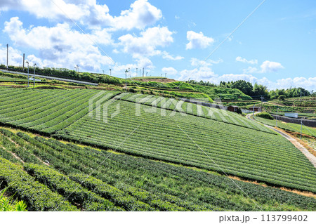 八女中央大茶園（福岡県八女市） 113799402