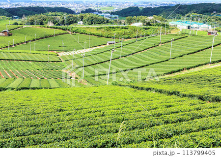 八女中央大茶園（福岡県八女市） 113799405