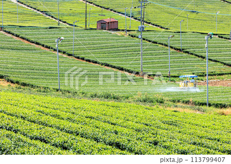 八女中央大茶園(福岡県八女市) 八女中央大茶園(福岡県八女市) 113799407