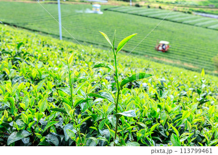 八女中央大茶園（福岡県八女市） 113799461