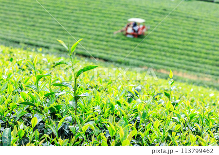 八女中央大茶園(福岡県八女市) 八女中央大茶園(福岡県八女市) 113799462
