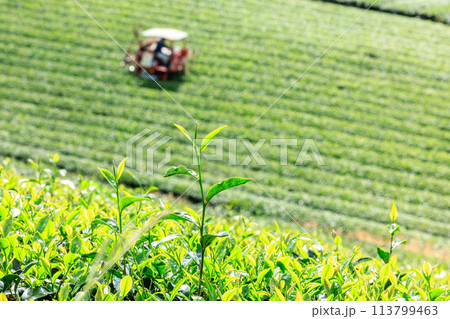 八女中央大茶園（福岡県八女市） 113799463