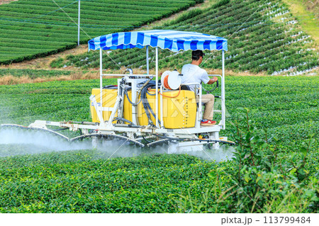 八女中央大茶園（福岡県八女市） 113799484