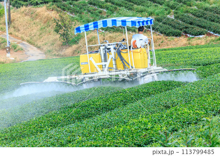 八女中央大茶園(福岡県八女市) 八女中央大茶園(福岡県八女市) 113799485