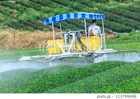 八女中央大茶園（福岡県八女市） 113799486