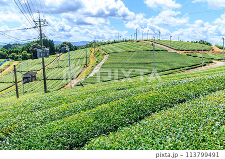 八女中央大茶園（福岡県八女市） 113799491